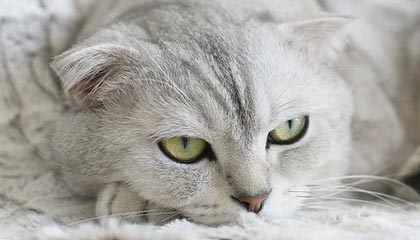 开云：开启云端新纪元，成就企业数字化跃迁